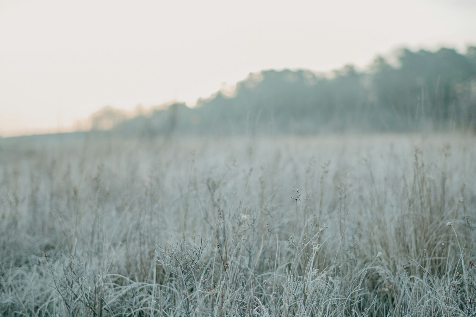 A field of tall grass covered in early morning frost