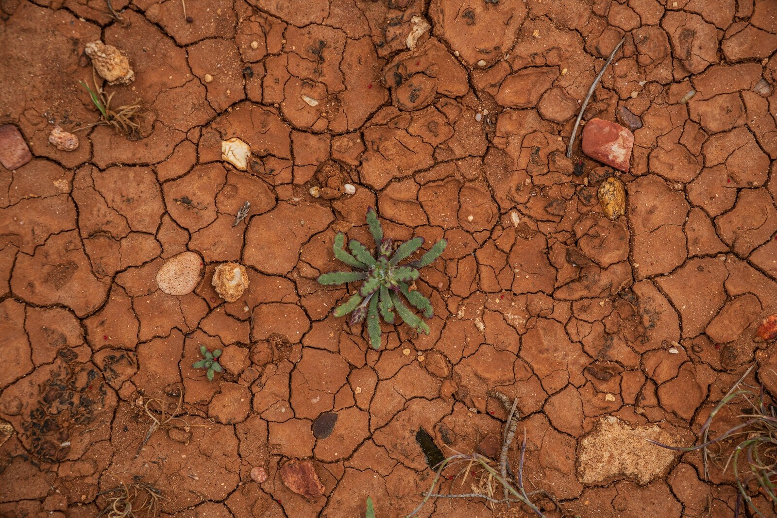 Cracked, dry earth with a small plant growing through it